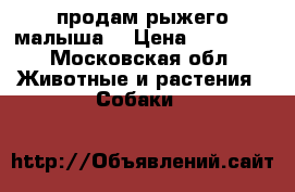 продам рыжего малыша. › Цена ­ 10 000 - Московская обл. Животные и растения » Собаки   